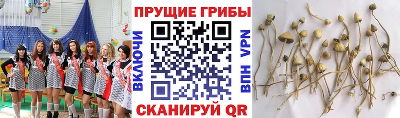 ОМГ ОМГ сайт  Серов  Галлюциногенные грибы мицелий 
